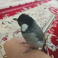 پرنده|پرنده|اصفهان, قائمیه|دیوار