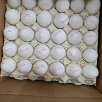 پخش و فروش عمده تخم مرغ