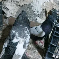 کبوترسینه سیاه|پرنده|خرمدشت, |دیوار