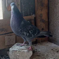 کفتر|پرنده|تهران, شهید رجایی|دیوار