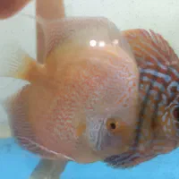 دیسکس|ماهی|تهران, تهران‌ویلا|دیوار