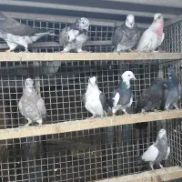 کبوتر جوجه هوایی|پرنده|قائم‌شهر, |دیوار