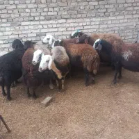 12تا میش|حیوانات مزرعه|دورود, |دیوار