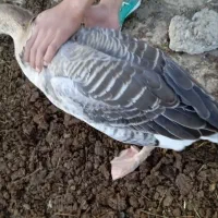 قو غاز نر|حیوانات مزرعه|اردبیل, |دیوار