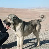 پژدر