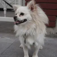 سگ پامرانین|سگ|مشهد, کارمندان دوم|دیوار