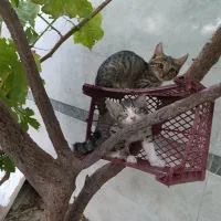 گربه