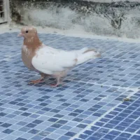 کبوتر