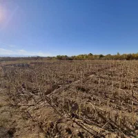 زمین زراعی تجاری