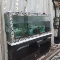 اکواریوم