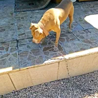 پیت بول نر وارداتی ۲سال و نمیه|سگ|اصفهان, ستار|دیوار