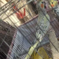 عروس هلندی|پرنده|روانسر, |دیوار