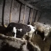 گاو با گوساله نر و ماده