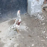 فروش مرغ خروس لاری طوس مرغ چیل|حیوانات مزرعه|علی‌آباد کتول, |دیوار