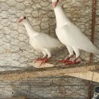 سفید نرو ماده