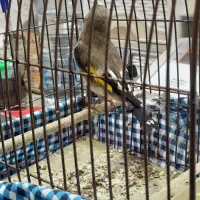 سهره کرمانی