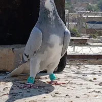 شهری|پرنده|شیراز, وحدت|دیوار
