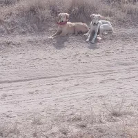 سگ دورگ تازی شکاری گله ای|سگ|سنقر, |دیوار