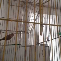 سلام فروش قناری