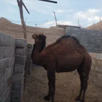 شتر حق سه ساله|حیوانات مزرعه|بافق, |دیوار