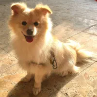 پامر اشپیتز ماده