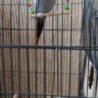 عروس هلندی سخن گومولدبادوعددجوجه سرلاکی خوشگل