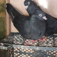 زاغ ابادانی