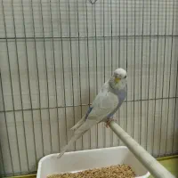 مرغ عشق اسپانگل بنفش بلژیکی|پرنده|شیراز, محراب|دیوار