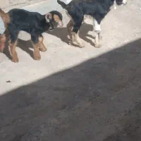 بزغاله شیری|حیوانات مزرعه|قم, خندق|دیوار