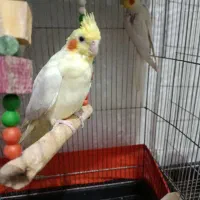 عروس هلندی دستی وجفت