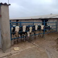کارگر ساده جهت کار در گاوداری