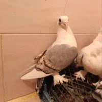 کبوتر|پرنده|کرمانشاه, |دیوار