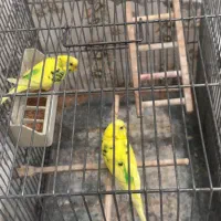 دو عدد مرغ عشق بدون قفس فقط چهارصد بدون تخفیف