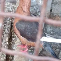 کبوتر افغانی