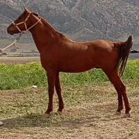 مورد معامله با گوسفند یا ماشین نقلیه هستم