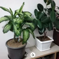 3عدد گل|گل و گیاه طبیعی|بناب, |دیوار