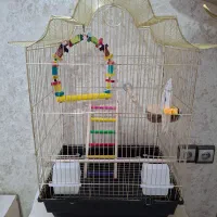 قفس 1032 طلایی