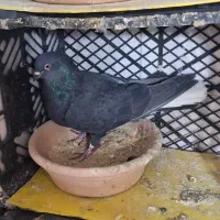 کفتر زاغ|پرنده|کوهدشت, |دیوار