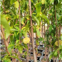 صنوبر و میوه پیوندی درجه یک و ارزان در خلخال