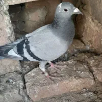 ۶تاپلاکی