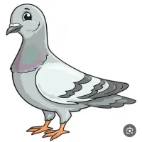 کبوتر پیدا شده
