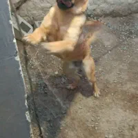 سگ.|سگ|زهک, |دیوار