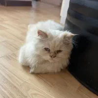 گربه ی پرشین هیمالین نر 5ماهه|گربه|گنبد کاووس, |دیوار