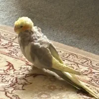 جوجه عروس هلندی ۲ماه