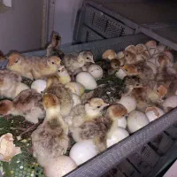 جوجه بوقلمون