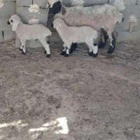 گوسفند جملی جوان بادوبره نر|حیوانات مزرعه|زابل, |دیوار