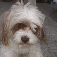 واگذاری دو عدد شبتزو (نه به رایگان)|سگ|کرمانشاه, |دیوار