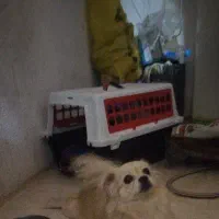 سگ پامر|سگ|سرپل ذهاب, |دیوار