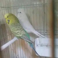 قناری نر موزایکی بخون به شرط موزایکی اماده جفت|پرنده|پاکدشت, پارچین|دیوار