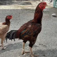 فروش خروس 7ملیون